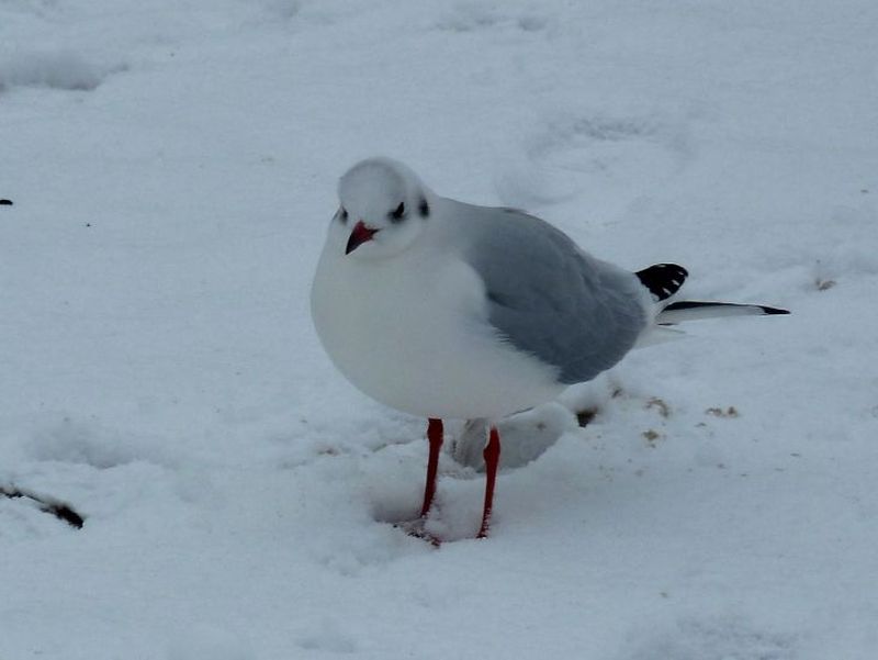 2012 01 startseite ruegen