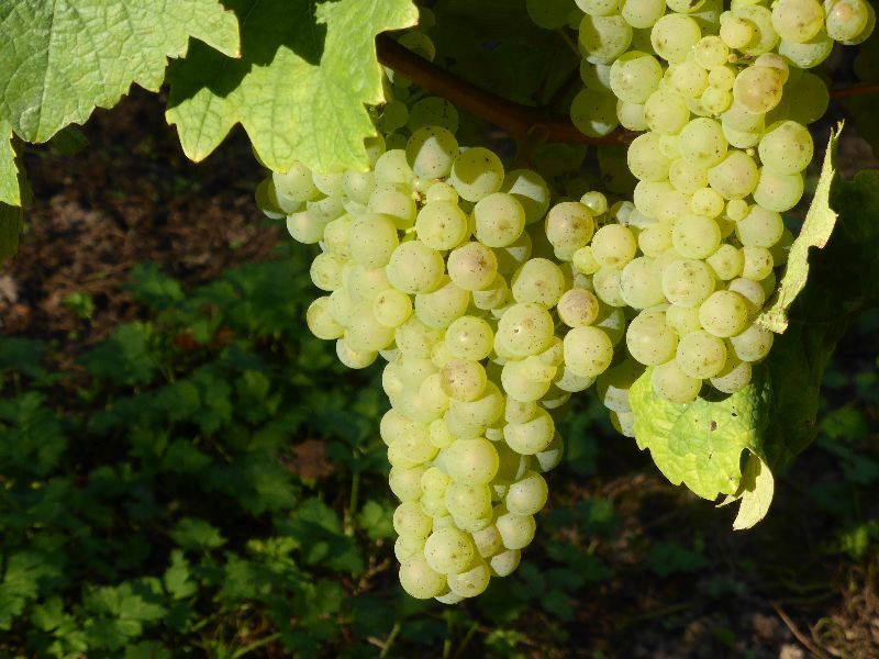 2014 09 startseite mosel