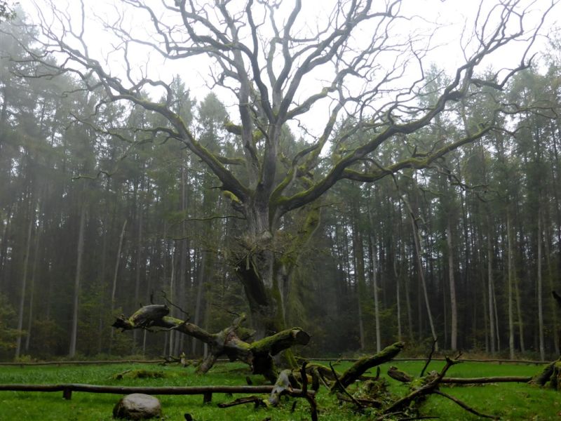 2014 10 startseite ruegen