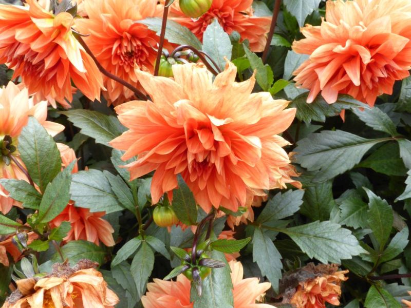 2015 09 startseite bodensee